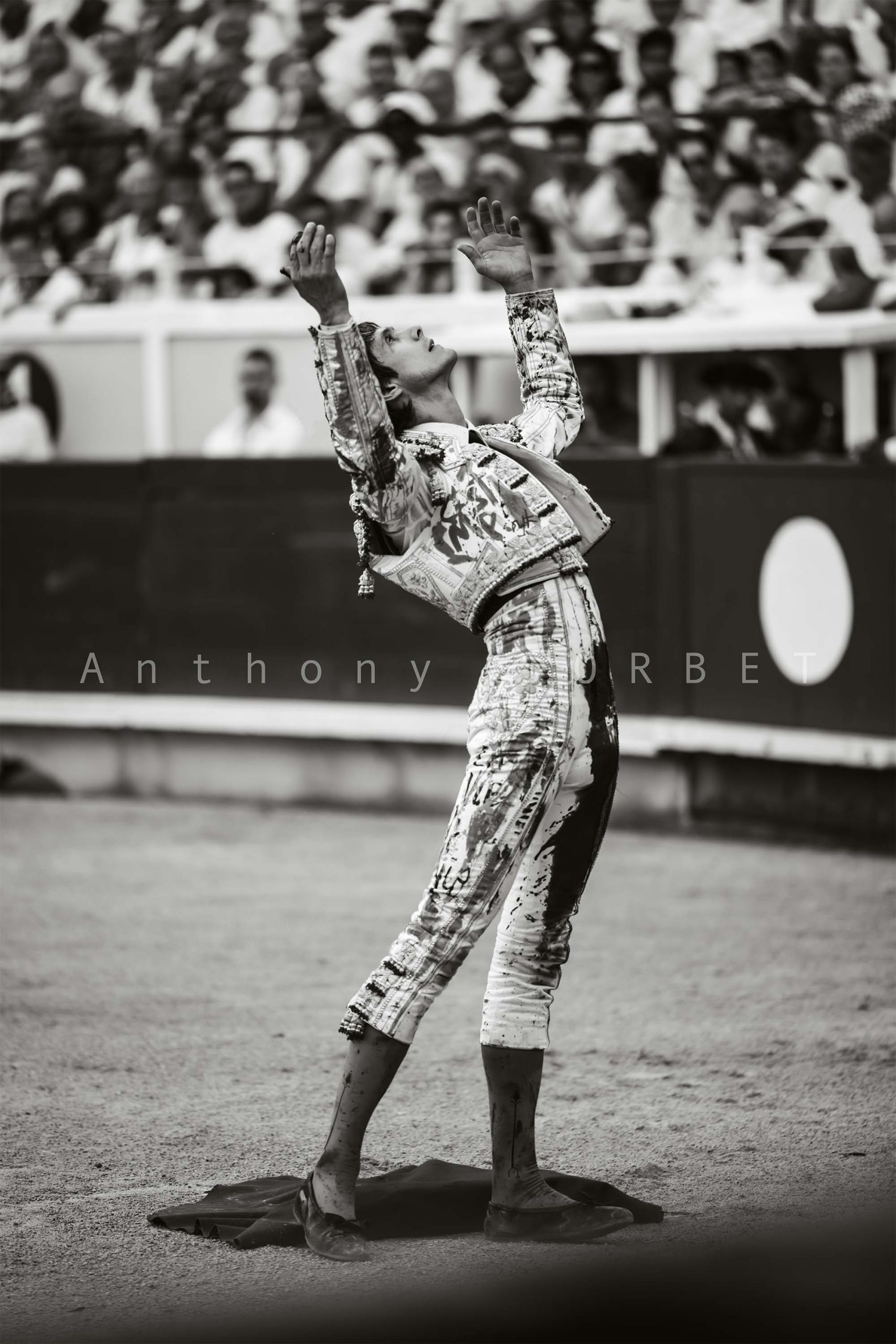toros-anthonysorbet-tauromachie-photo