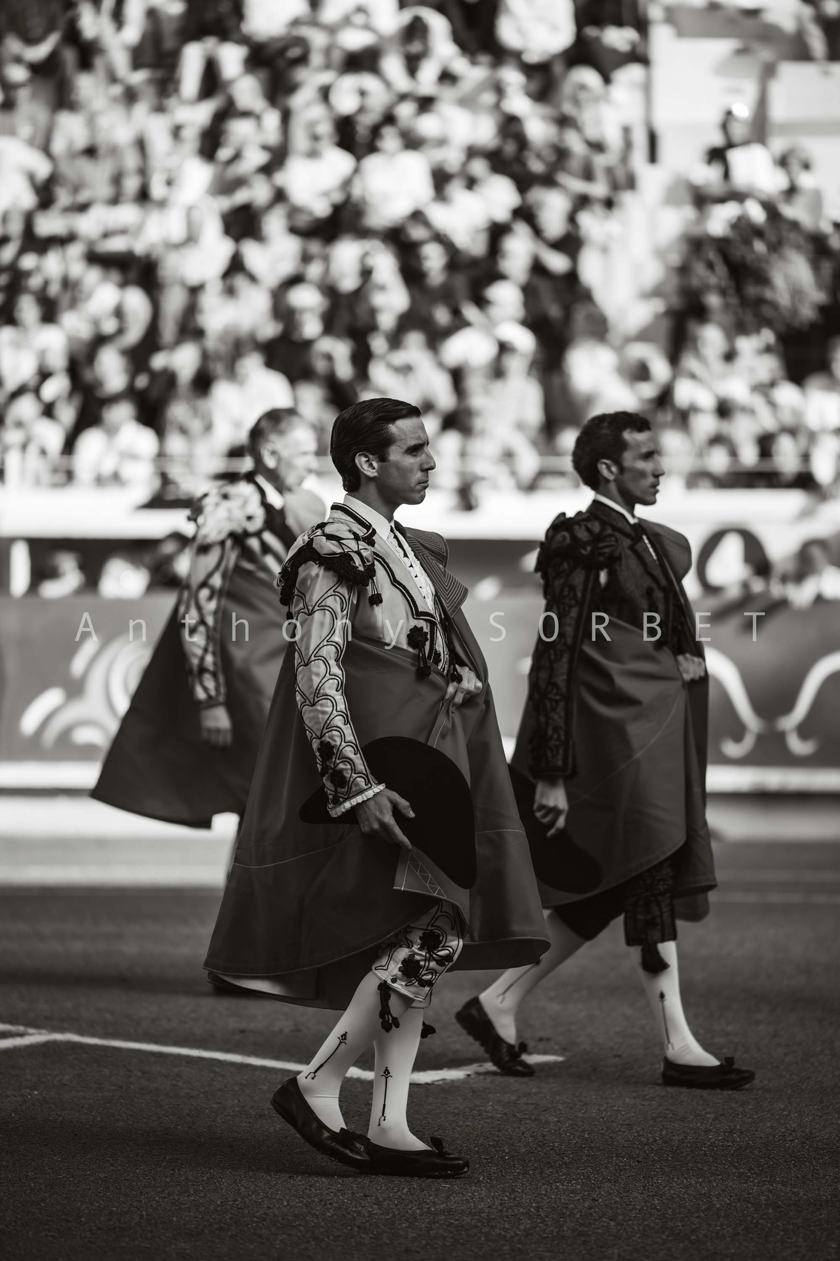 toros-anthonysorbet-tauromachie-photo
