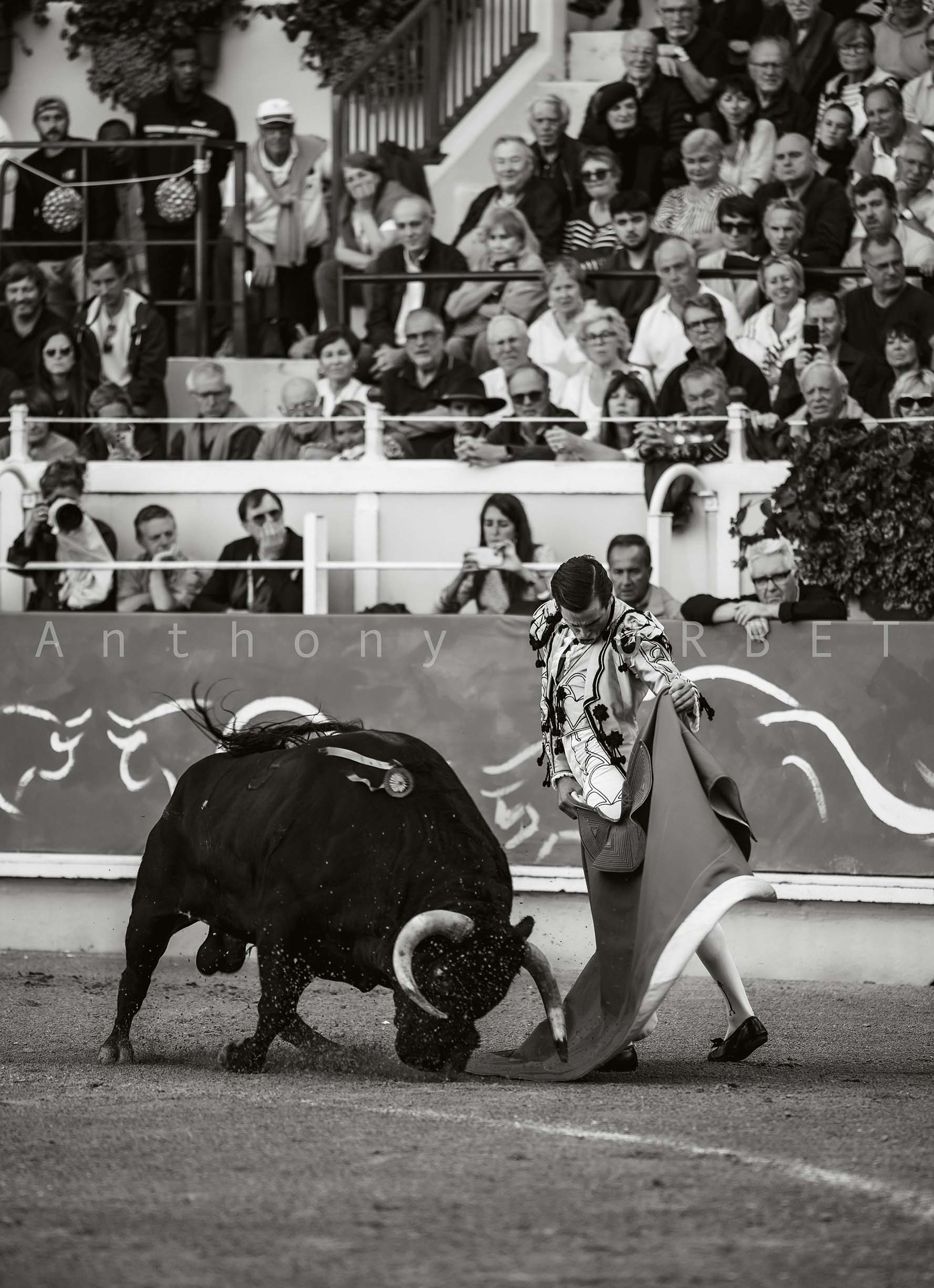 toros-anthonysorbet-tauromachie-photo