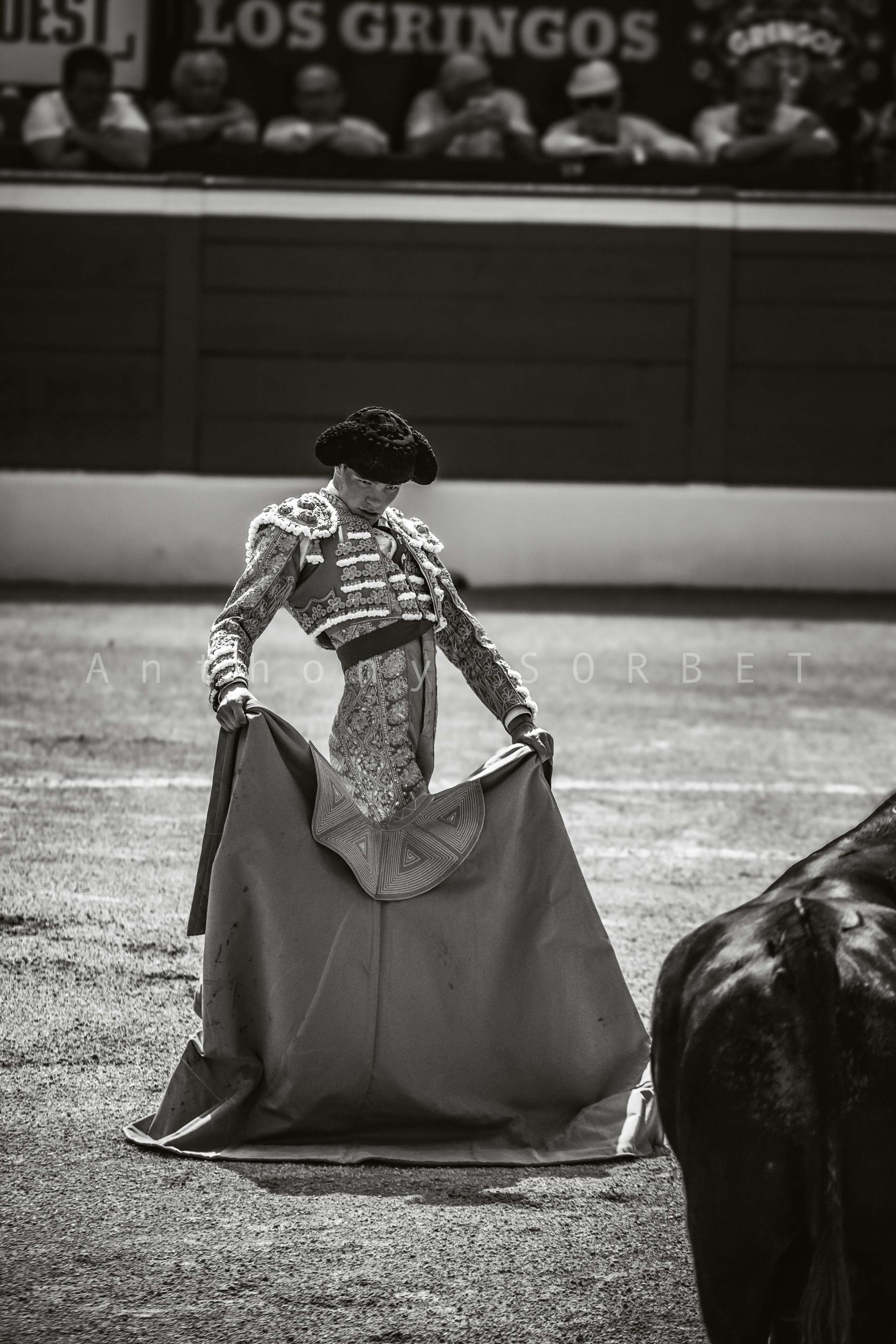 toros-anthonysorbet-tauromachie-photo
