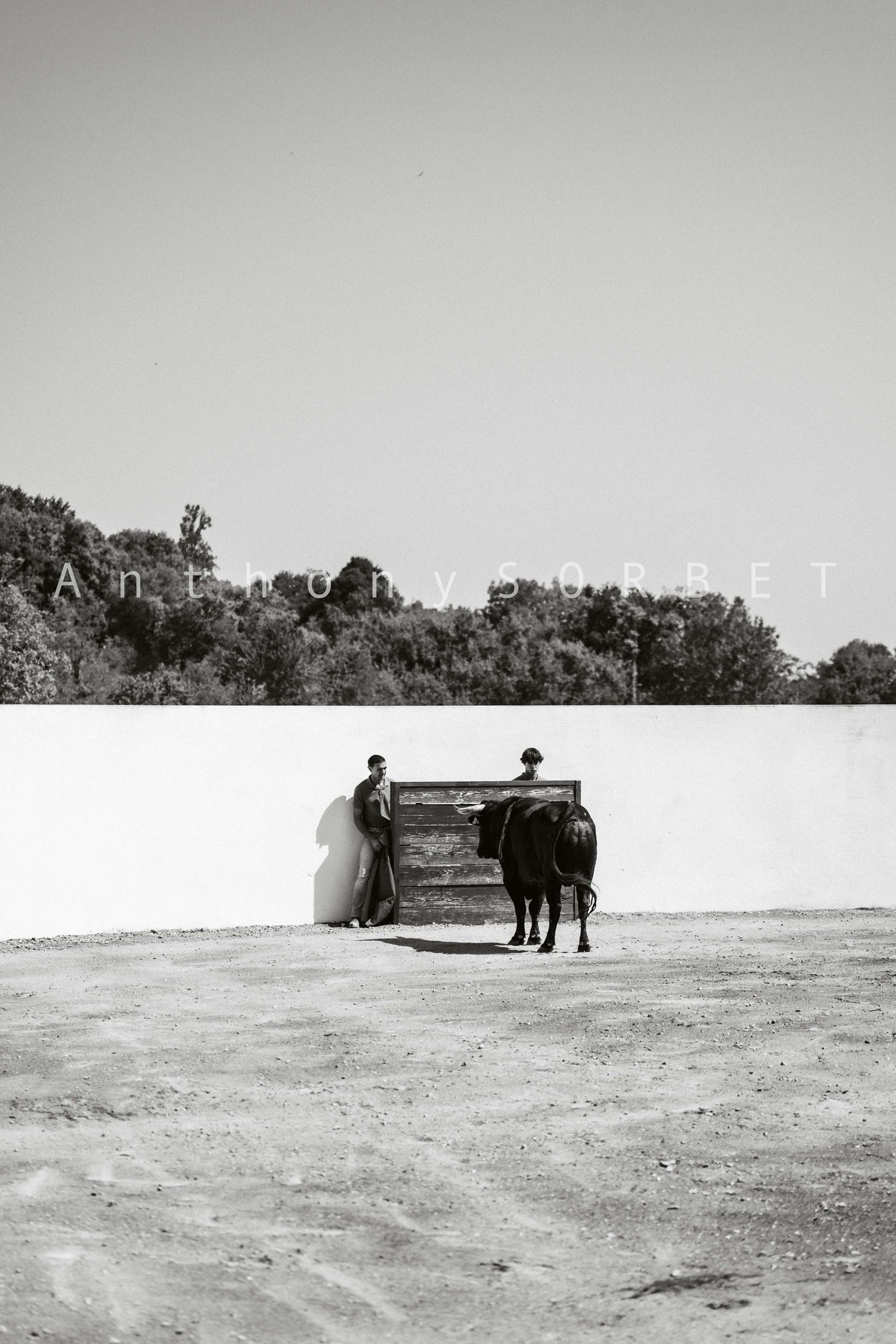 Photo toros Sorbet Anthony