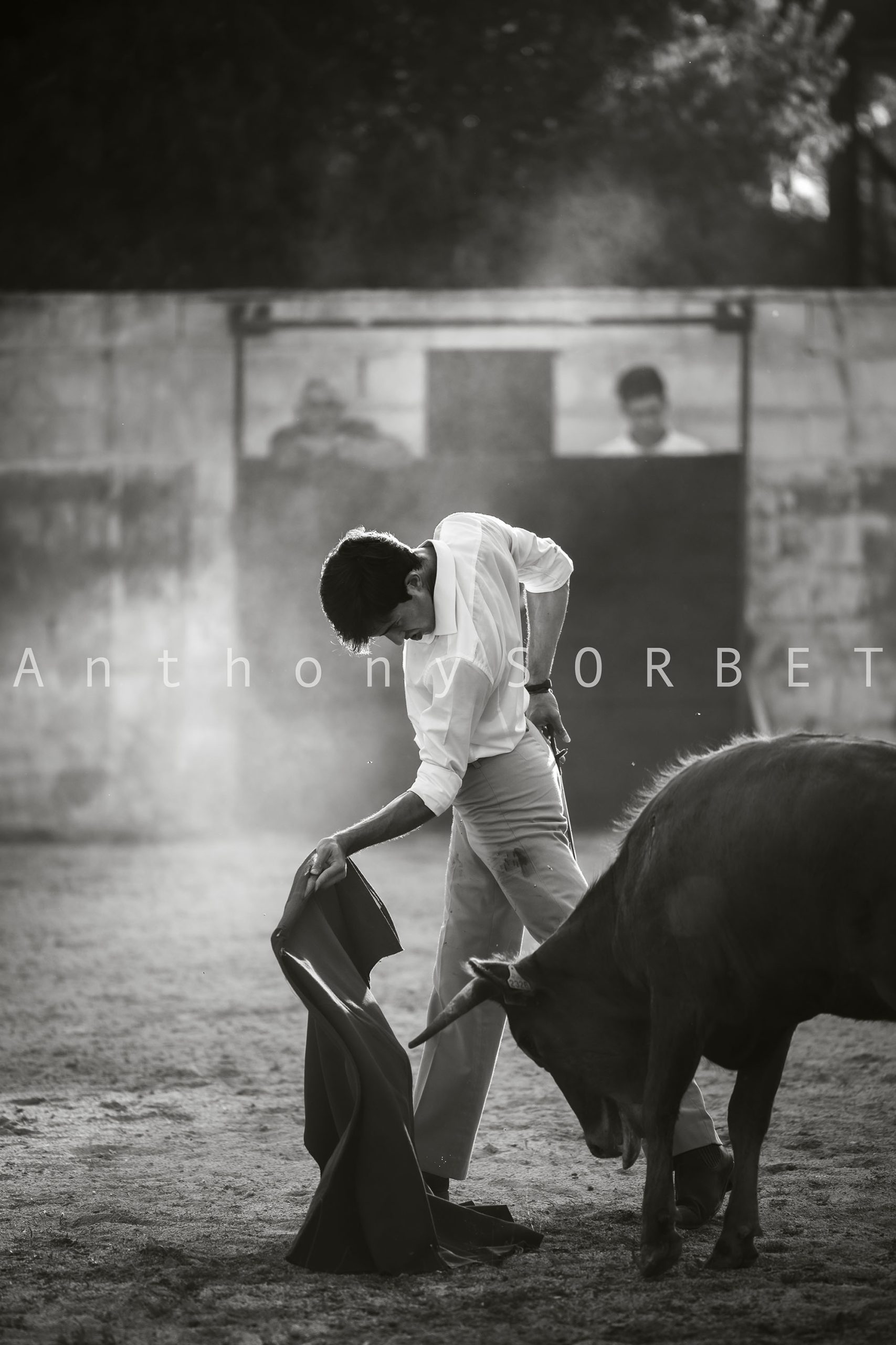 Photo toros Sorbet Anthony