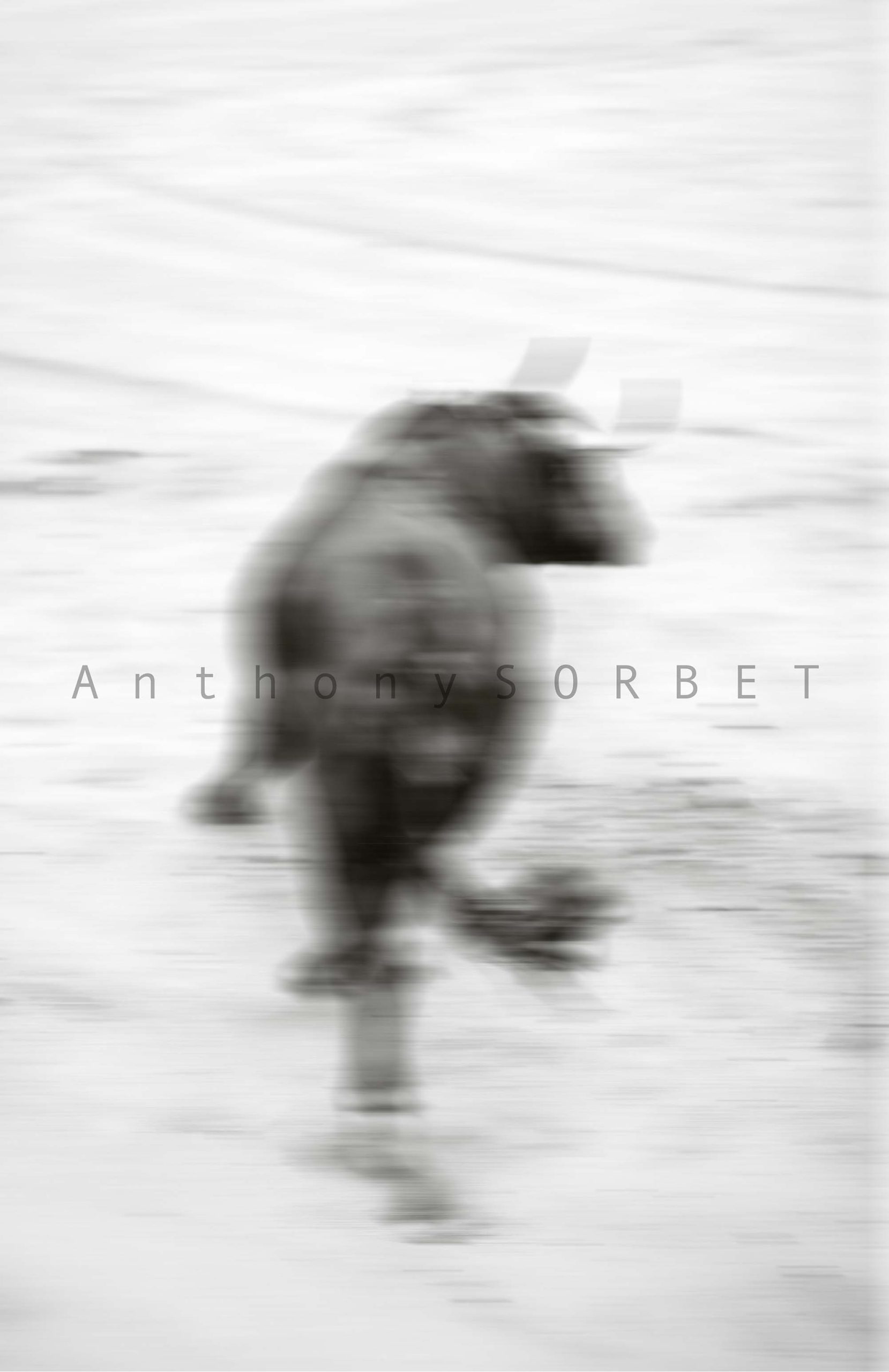Photo toros Sorbet Anthony